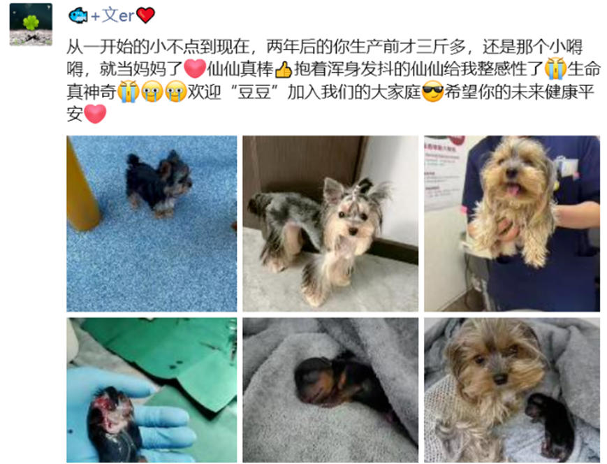 刘一手没给女孩买过包,只给董莹莹买包,文儿欢迎豆豆加入大家庭(图4) 刘一手没给女孩买过包,只给董莹莹买包,文儿欢迎豆豆加入大家庭(图4)