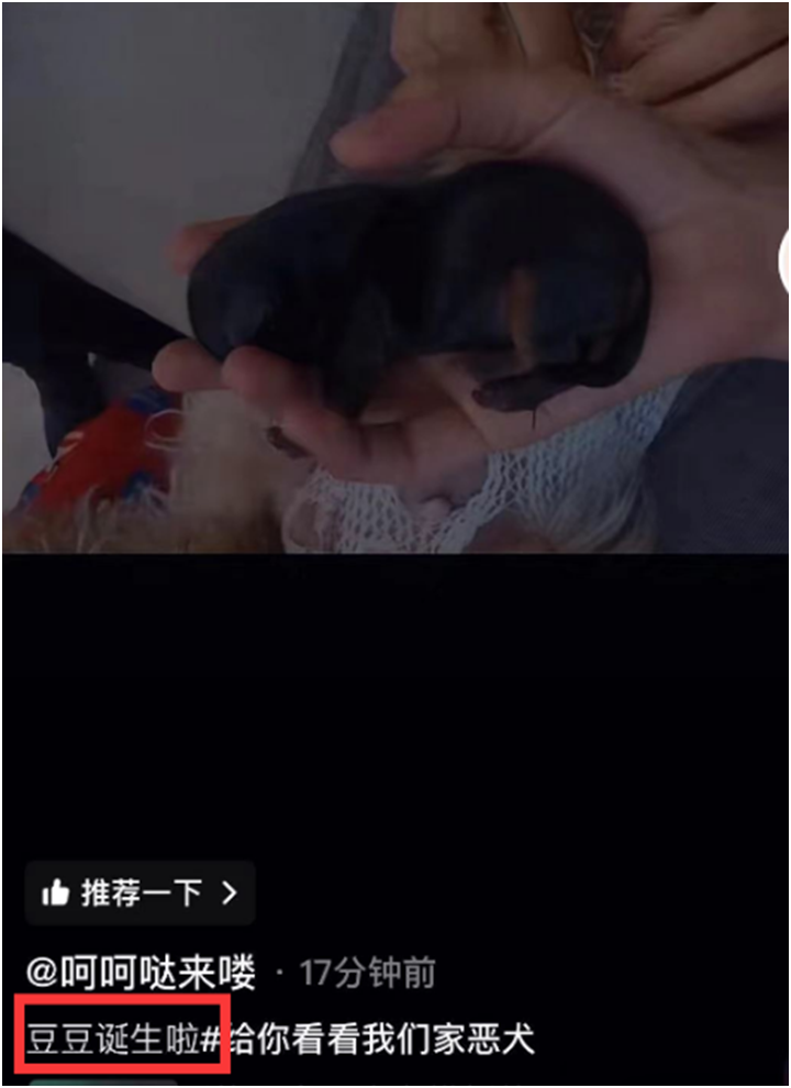 刘一手没给女孩买过包,只给董莹莹买包,文儿欢迎豆豆加入大家庭(图5) 刘一手没给女孩买过包,只给董莹莹买包,文儿欢迎豆豆加入大家庭(图5)