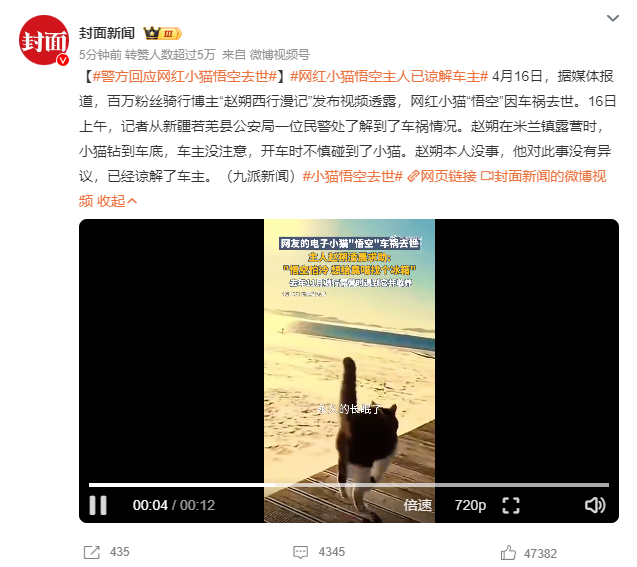 网红小猫悟空主人已谅解车主,牌牌琦被小伊伊嫌老?沉迷80年代老歌(图3) 网红小猫悟空主人已谅解车主,牌牌琦被小伊伊嫌老?沉迷80年代老歌(图3)